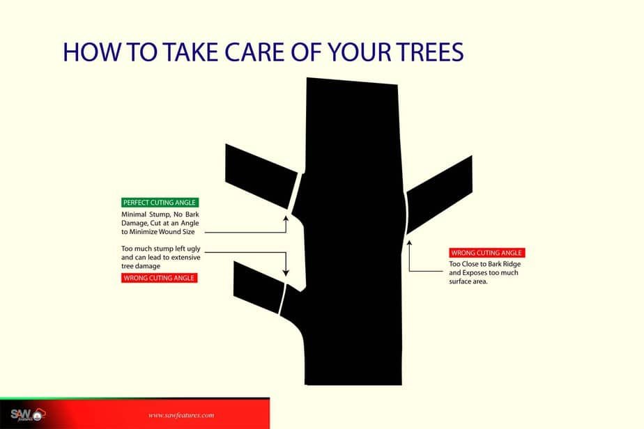 How to Take Care of your Trees