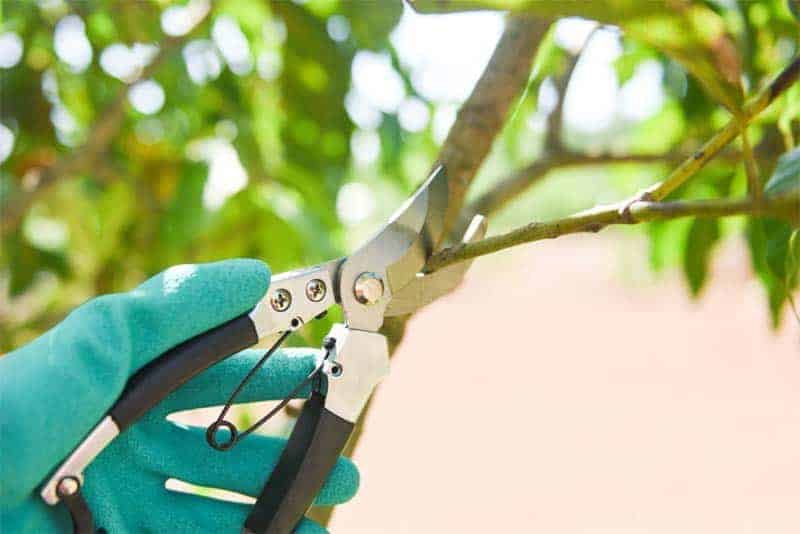 Pruning-techniques