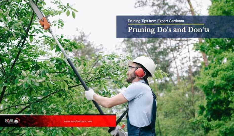Pruning Tips from Expert Gardener